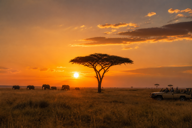 Savane du Kenya — safari SAMATRIP